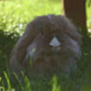 Meet your Posher, Iq